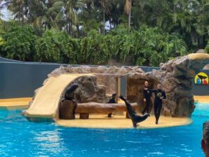 Tenerife’s Loro Parque – An Essential Stop for Visitors