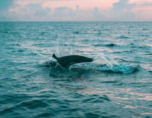 Eco-Friendly Dolphin and Whale Watching – Protecting Tenerife’s MarineLife