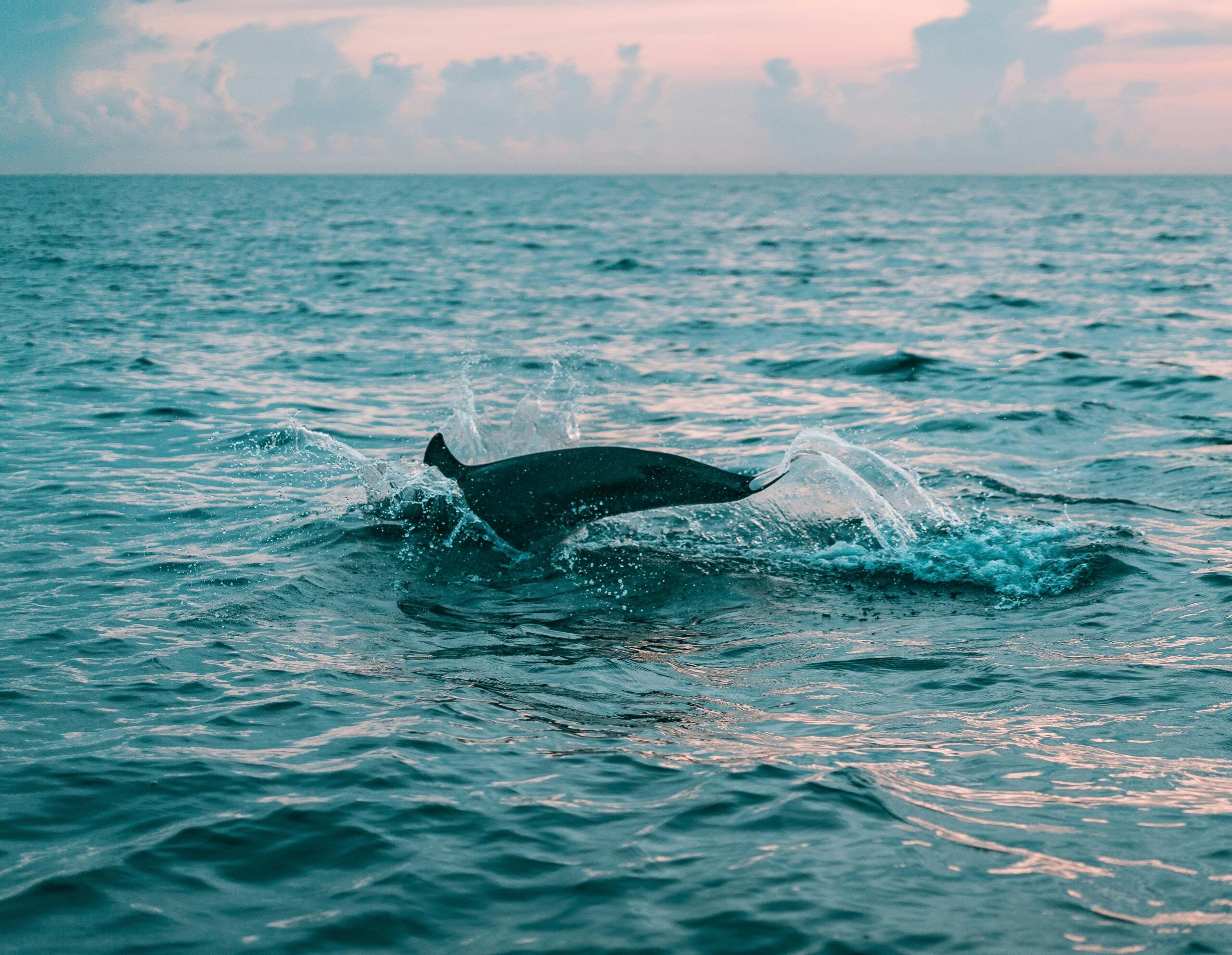 Dolphin tenerife