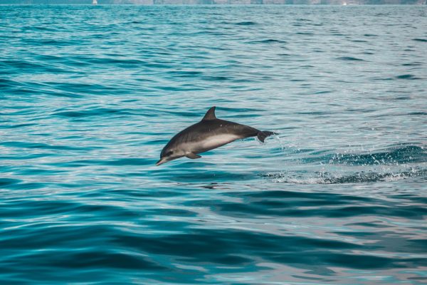 Dolphin Tenerife