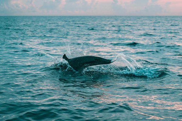 Dolphin tenerife