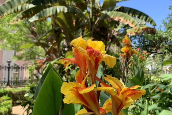 Garden Hijuela del Botánico​