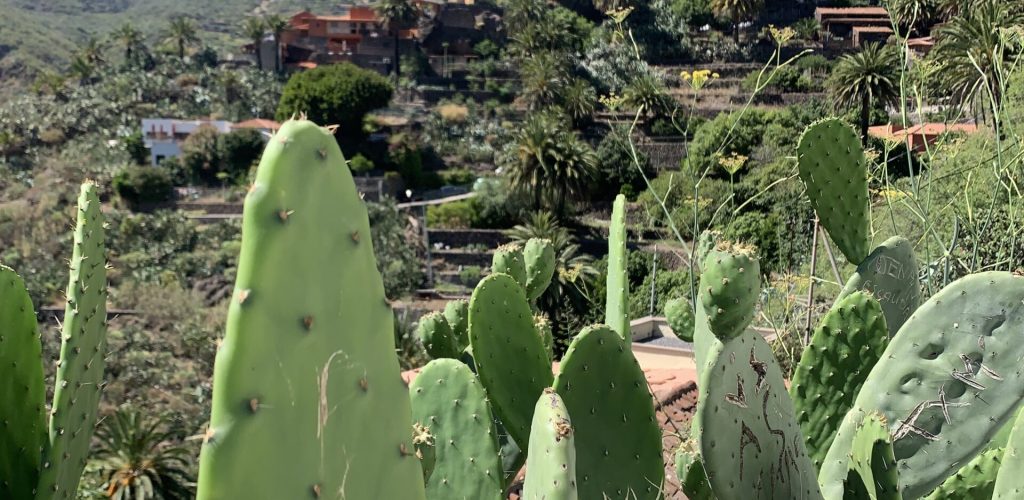 Masca cactus village, Tenerife