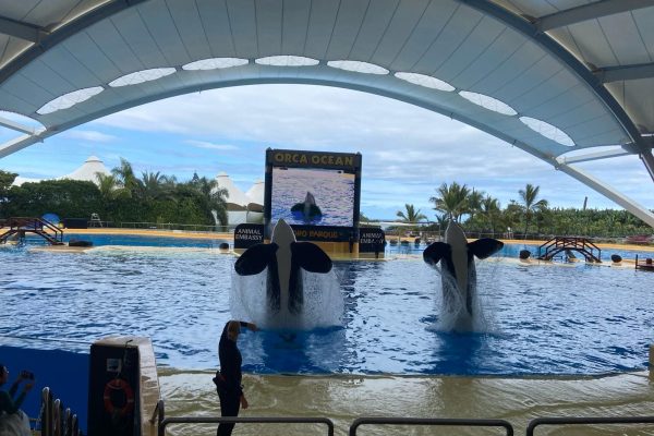 Orca Show Loro Parque