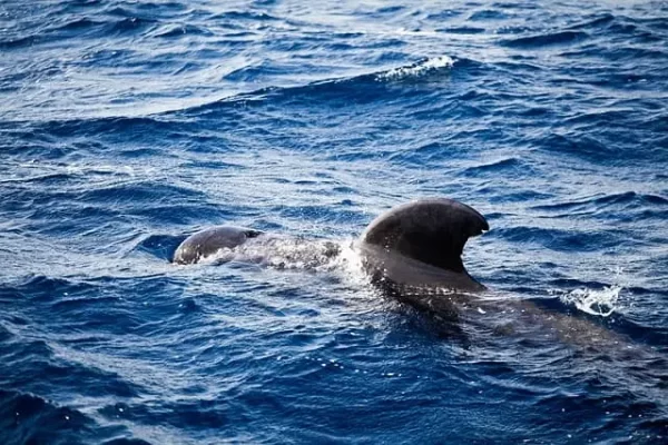 Whale Tenerife